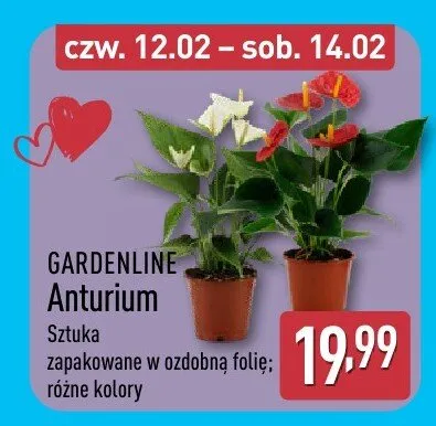 Anturium promocja w Aldi