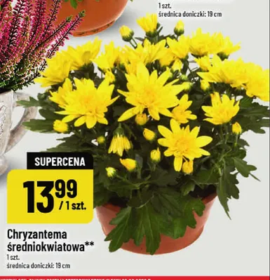 Chryzantema średniokwiatowa promocja w POLOmarket