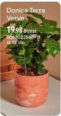 Donica Terra Verve promocja w Castorama