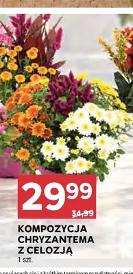 Kompozycja chryzantema z celozją promocja w Stokrotka