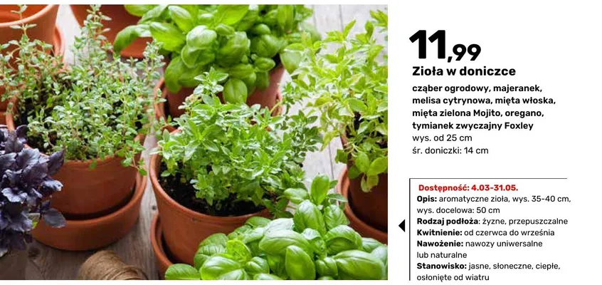 Zioła w doniczce czaber ogrodowy, majeranek, melisa cytrynowa, mięta włoska, mięta zielona Mojito, oregano, tymianek zwyczajny Foxley promocja w Bricomarche