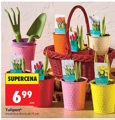 Tulipan promocja w Biedronka
