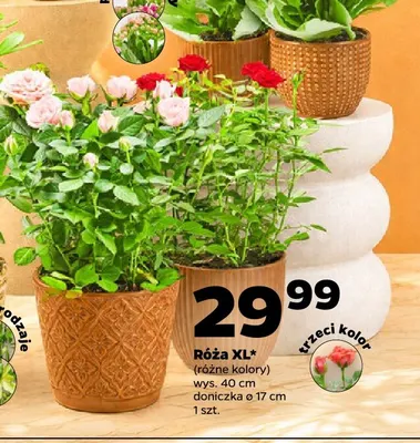 Róża Xl promocja w Netto