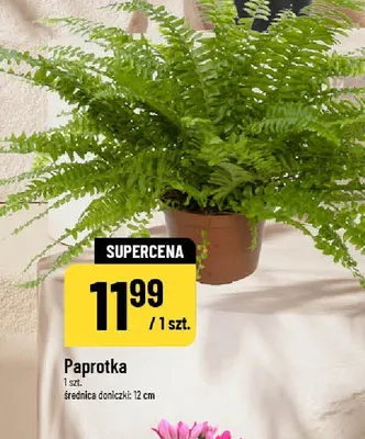 Paprotka promocja w POLOmarket