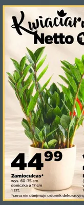 Zamioculcas promocja w Netto