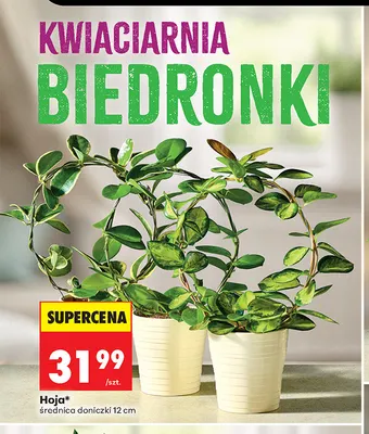 Hoja promocja w Biedronka