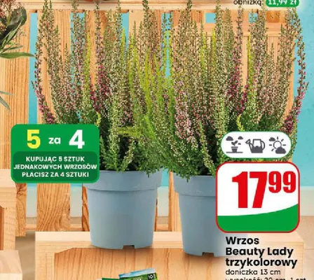 Wrzos Beauty Lady trzykolorowy promocja w Dino