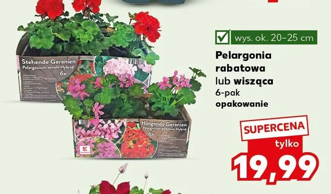 Pelargonia wisząca promocja w Kaufland