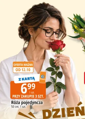 Róża pojedyncza 50 cm promocja w Leclerc