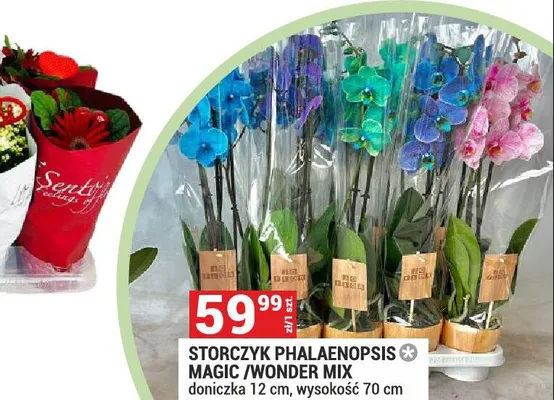 Storczyk PHALAENOPSIS MAGIC/WONDER MIX doniczka 12 cm, wysokość 70 cm promocja w Merkury Market
