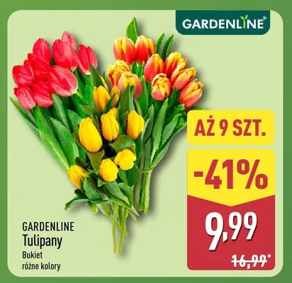 Tulipany bukiet różne kolory promocja w Aldi