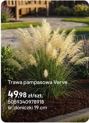 Trawa pampasowa Verve promocja w Castorama