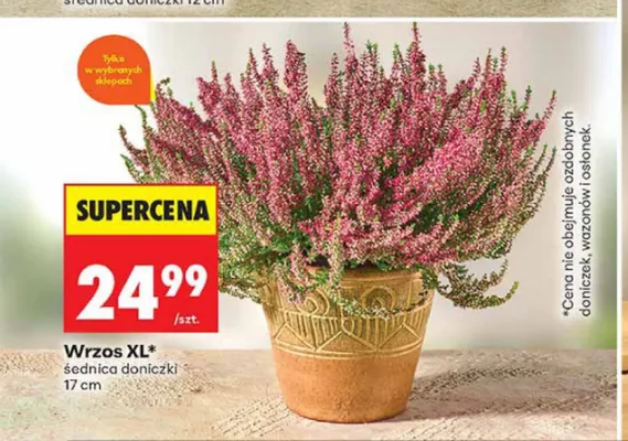 Wrzos Xl promocja w Biedronka