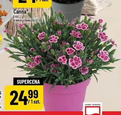 Goździk Pink Kisses w doniczce promocja w POLOmarket