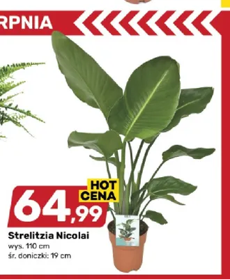 Strelitzia Nicolai promocja w Bricomarche