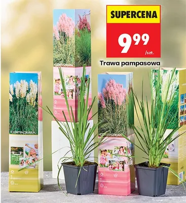 Trawa pampasowa promocja w Biedronka
