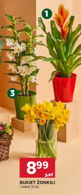 Kwiat doniczkowy Guzmania promocja w Stokrotka