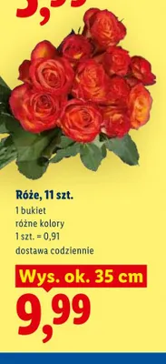 Róże 11-pak wys. ok. 35cm promocja w Lidl
