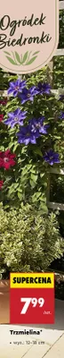 Trzmielina wys. 12-18cm promocja w Biedronka