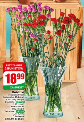 Goździki 10-pak wysokość 50 cm promocja w Dino