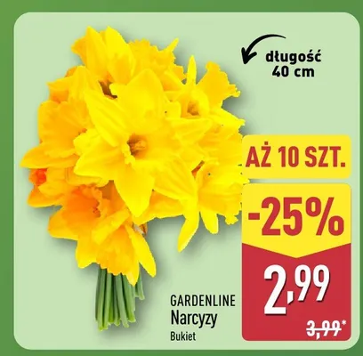 Narcyzy bukiet 10 szt. Gardenline promocja w Aldi