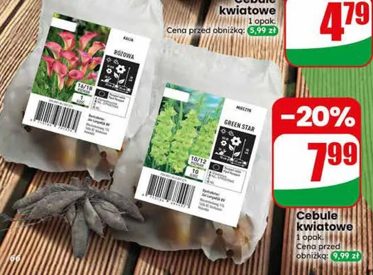 Cebule kwiatowe promocja w Dino