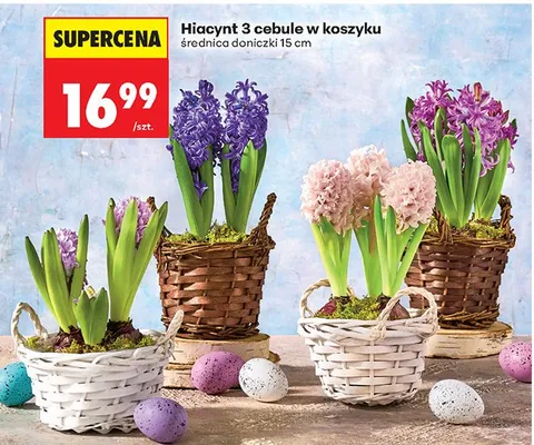Hiacynt 3 cebule w koszyku promocja w Biedronka