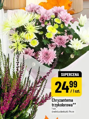 Chryzantema trzykolorowa promocja w POLOmarket
