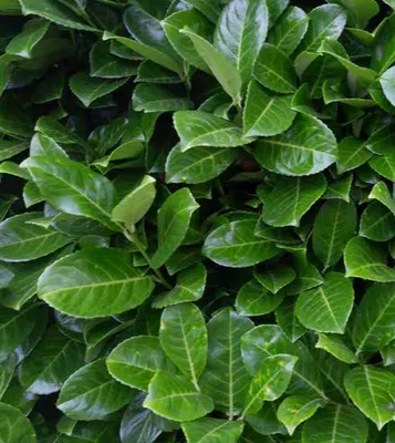 Laurowiśnia wschodnia promocja w Bricomarche