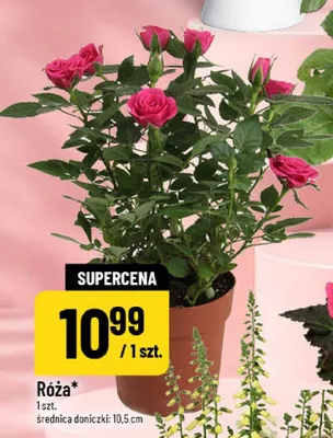 Róża w doniczce promocja w POLOmarket