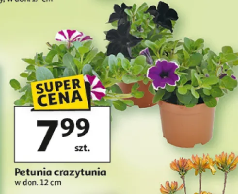 Petunia crazytunia w donicy promocja w Auchan