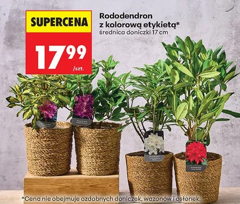 Rododendron z kolorową etykietą średnica doniczki 17 cm promocja w Biedronka
