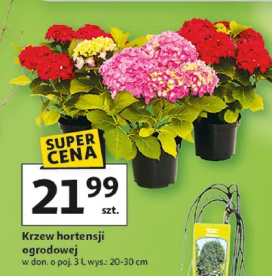 Krzew hortensji ogrodowej promocja w Auchan