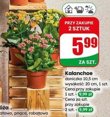Kalanchoe doniczka 10,5 cm wysokość: 20 cm promocja w Dino