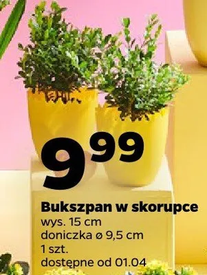 Bukszpan w skorupce promocja w Netto