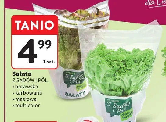 Sałata karbowana Z Sadów i Pól promocja w Intermarche
