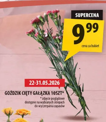 Goździk cięty gałązka promocja w Arhelan