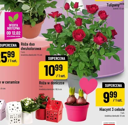 Hiacynt promocja w POLOmarket