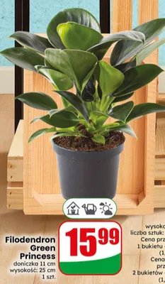 Filodendron Green Princess doniczka 11cm wysokość 25cm promocja w Dino
