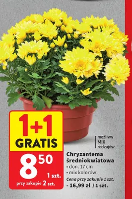 Chryzantema średniokwiatowa promocja w Intermarche