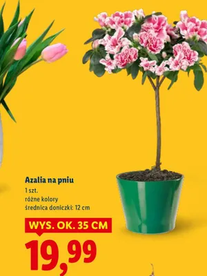Azalia na pniu promocja w Lidl