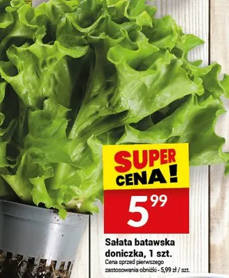 Sałata batawska doniczka promocja w Twój Market