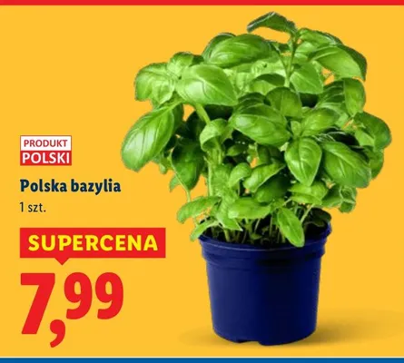 Polska bazylia promocja w Lidl