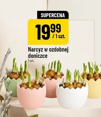 Narcyz w ozdobnej doniczce promocja w POLOmarket