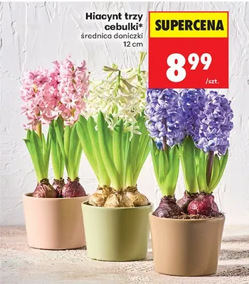 Hiacynt trzy cebulki średnica doniczki 12 cm promocja w Biedronka