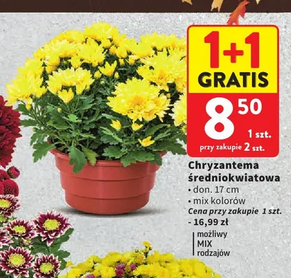Chryzantema średniokwiatowa don. 17 cm promocja w Intermarche