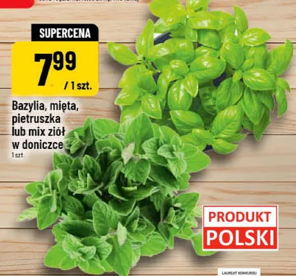 Pietruszka w doniczce promocja w POLOmarket