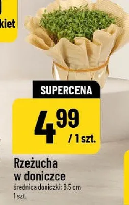 Rzeżucha w doniczce średnica doniczki: 8.5 cm promocja w POLOmarket