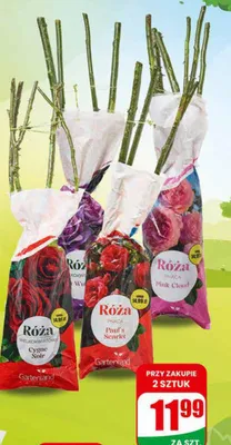 Krzew róża balot różne rodzaje promocja w Dino