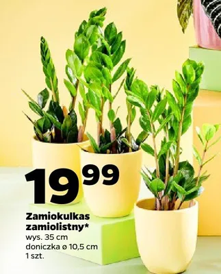 Zamiokulkas zamiolistny promocja w Netto